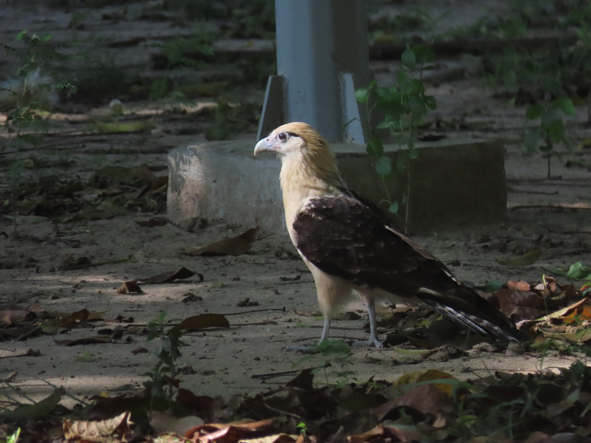 Yellow-headed Caracara - ML645954063