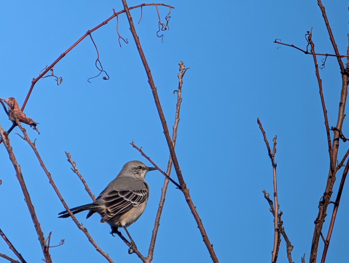 Пересмішник багатоголосий - ML645954068