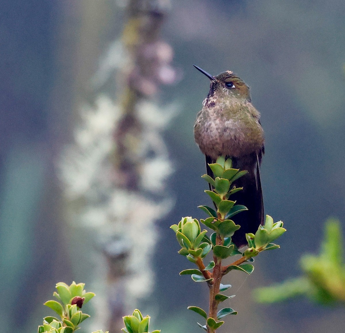 Bronze-tailed Thornbill - ML645954071