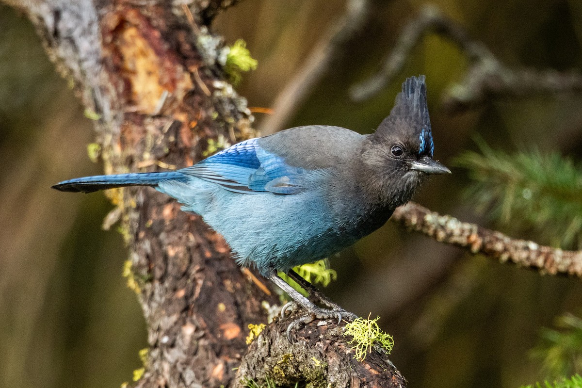Steller's Jay - ML645954072