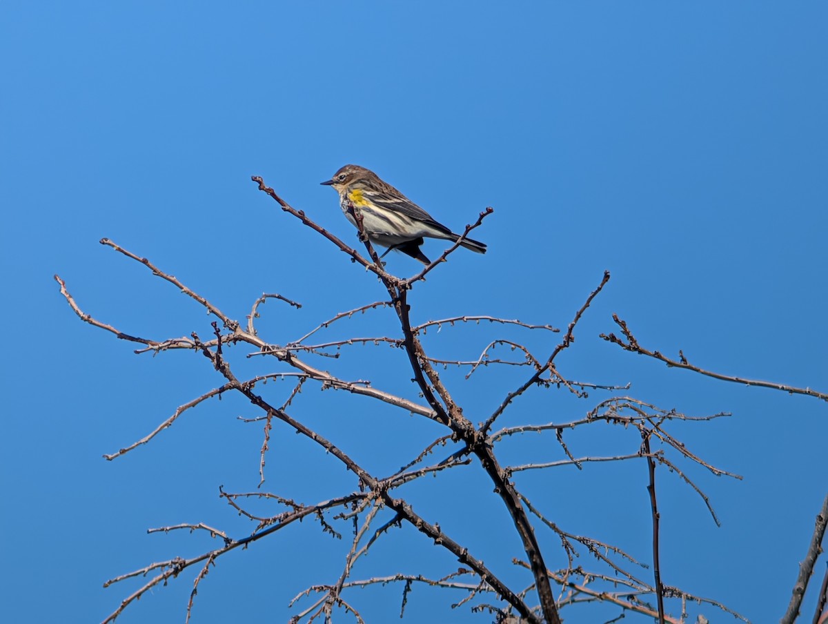 Taçlı Ötleğen - ML645954074