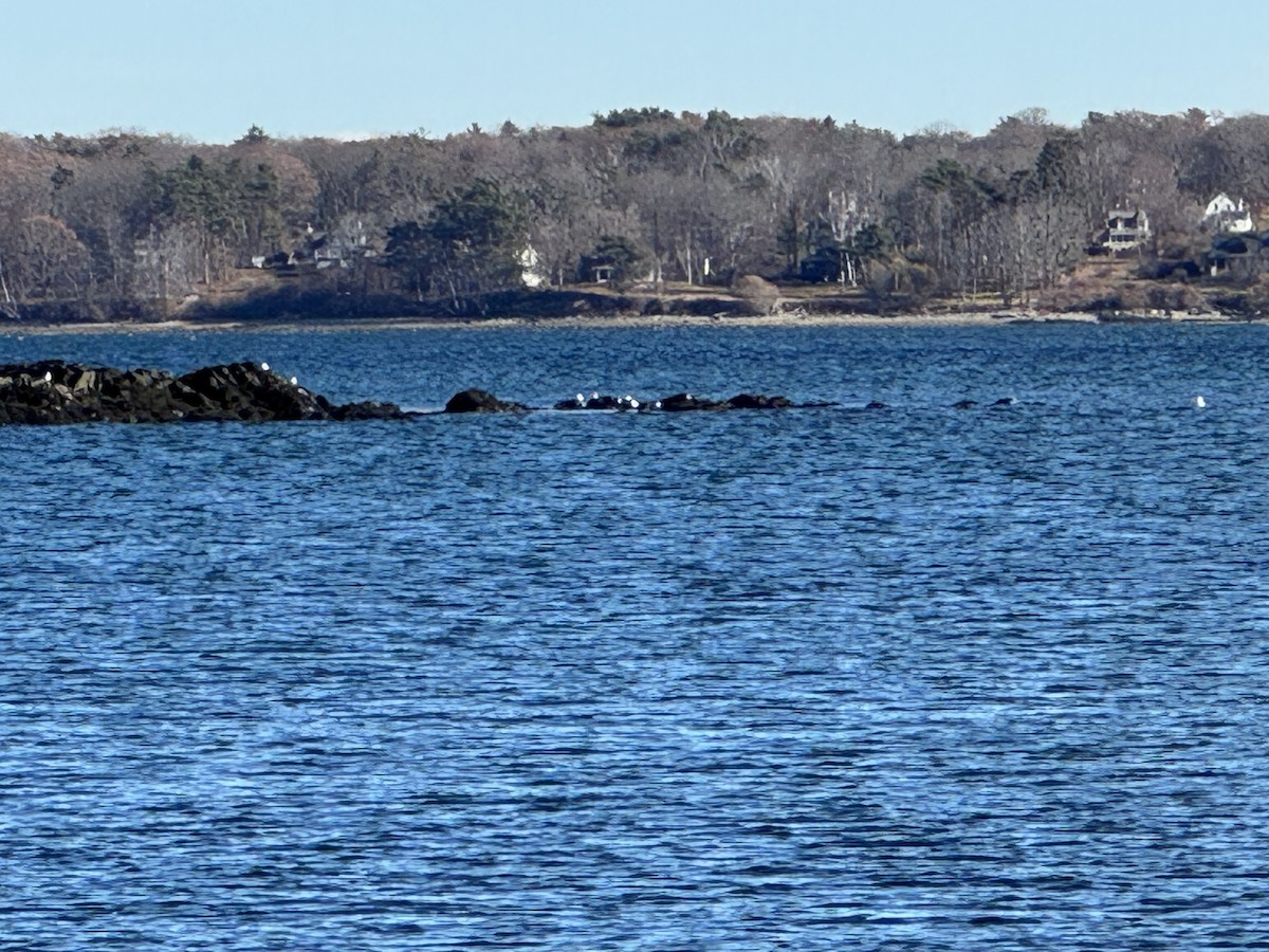 American Herring Gull - ML645954075