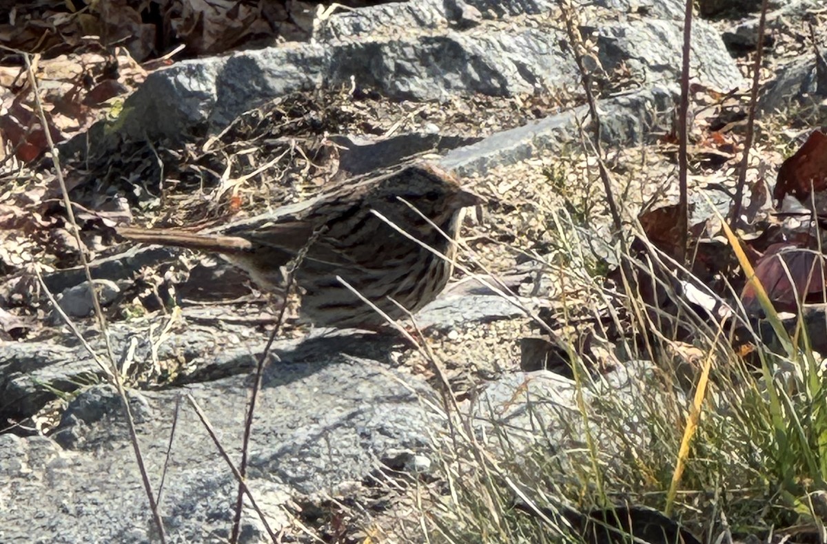 Song Sparrow - ML645954081
