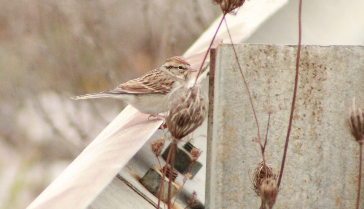 Chipping Sparrow - ML645954083