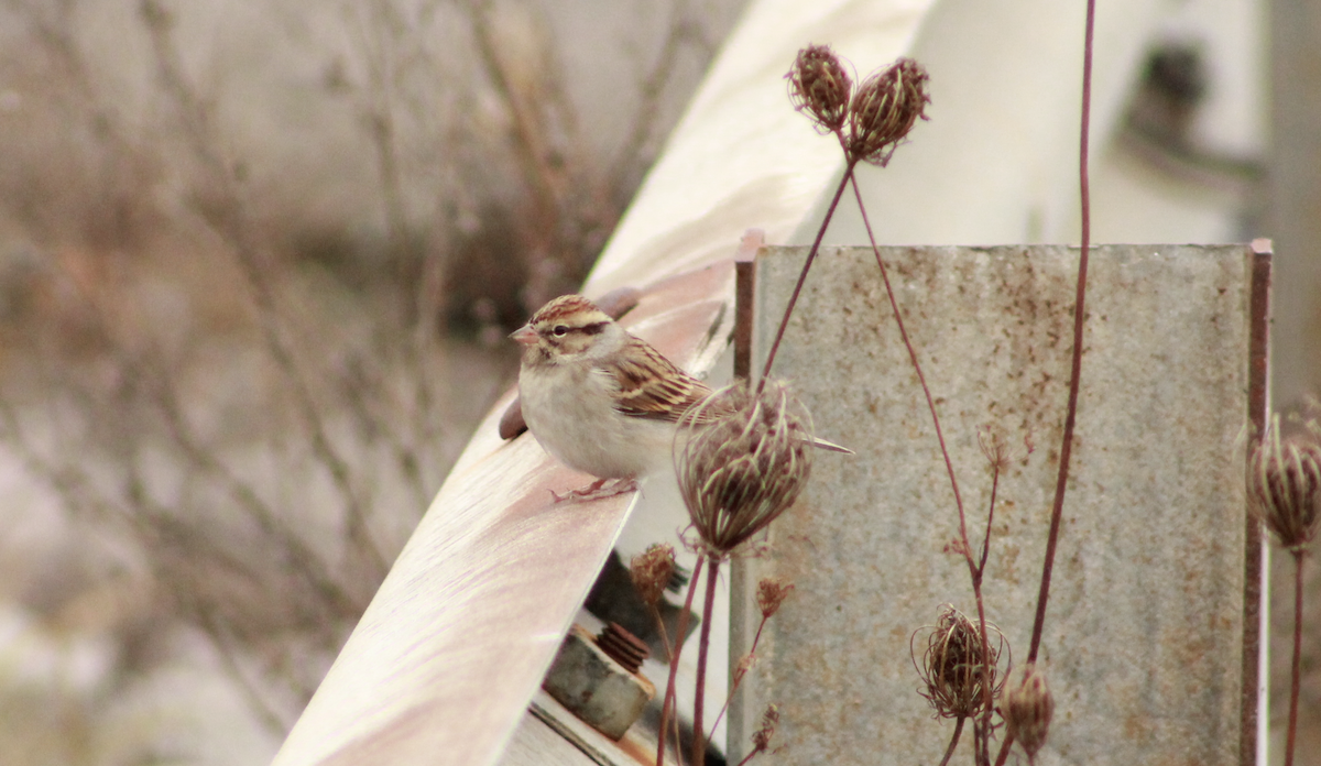Chipping Sparrow - ML645954084