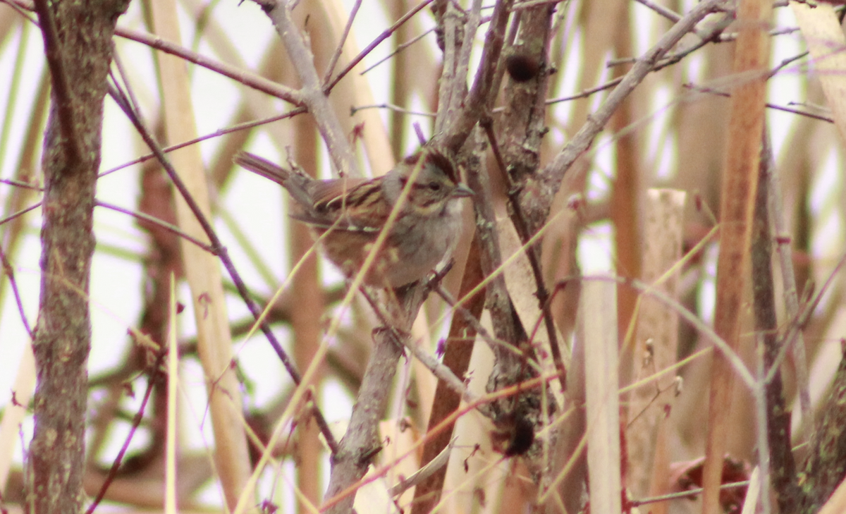 Swamp Sparrow - ML645954086