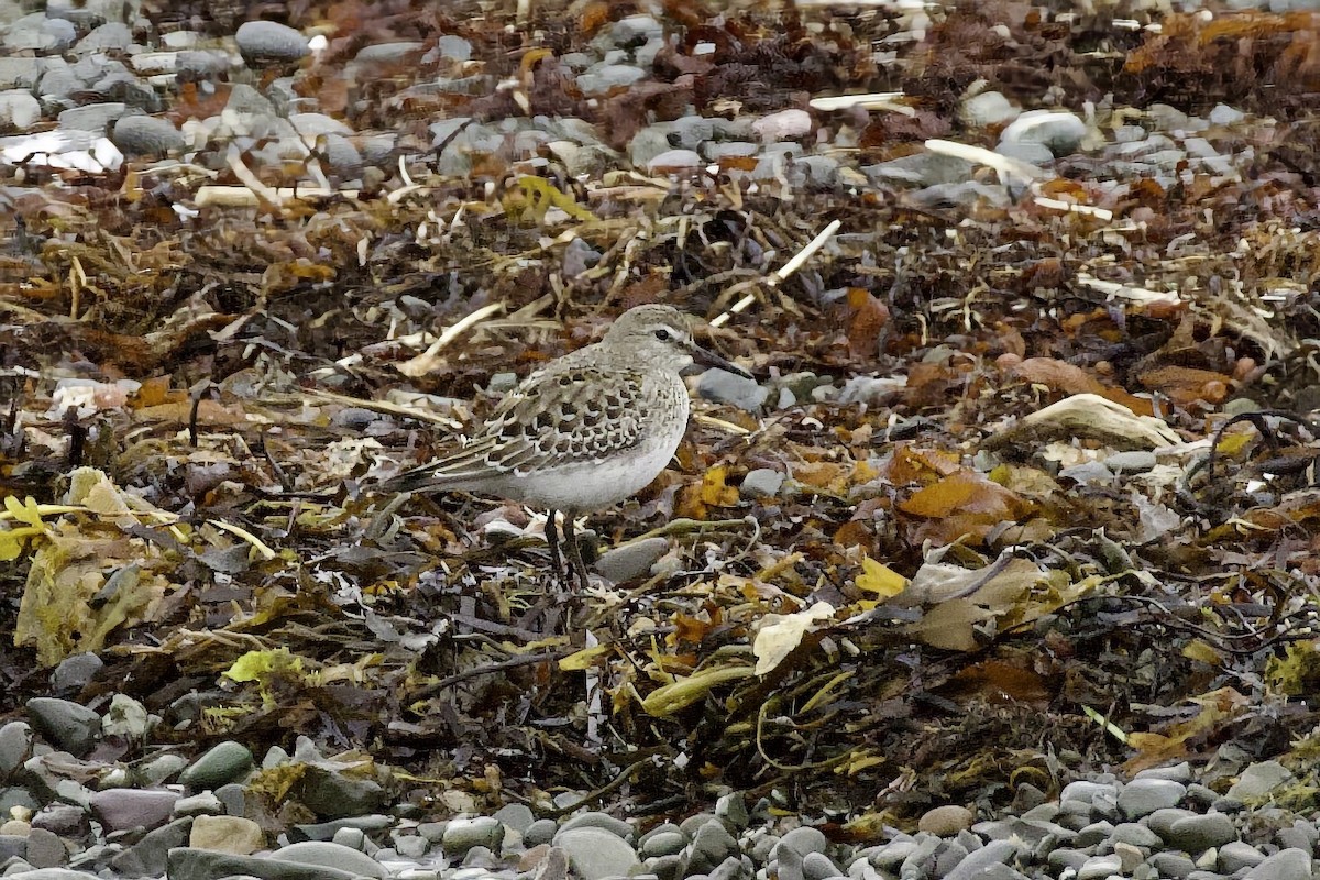 White-rumped Sandpiper - ML645954089