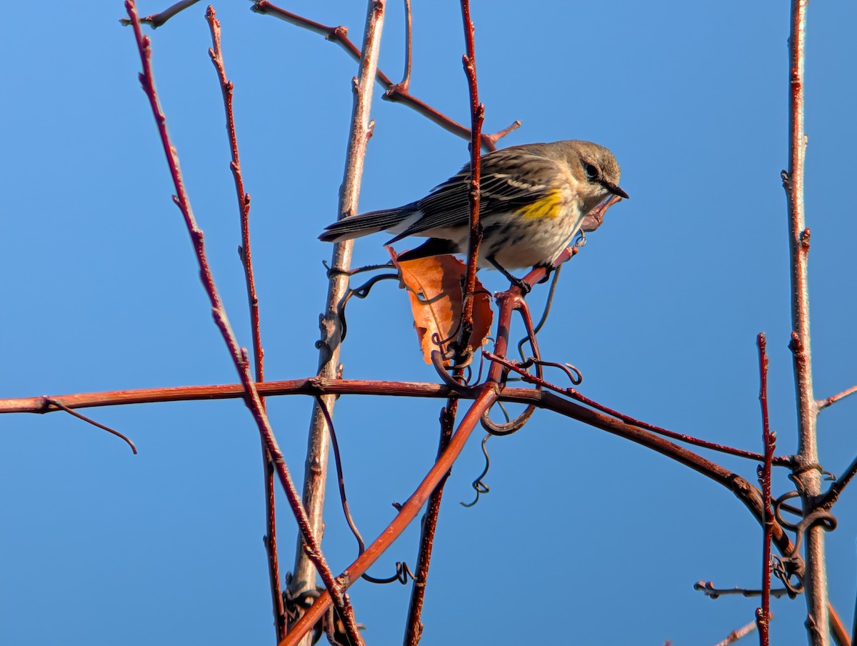 Taçlı Ötleğen - ML645954090