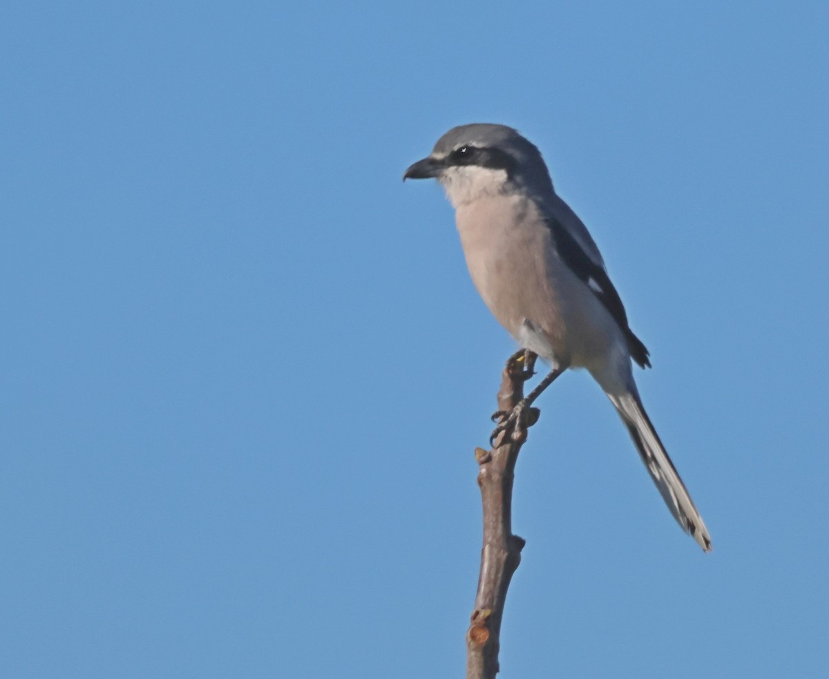 Iberian Gray Shrike - ML645954093