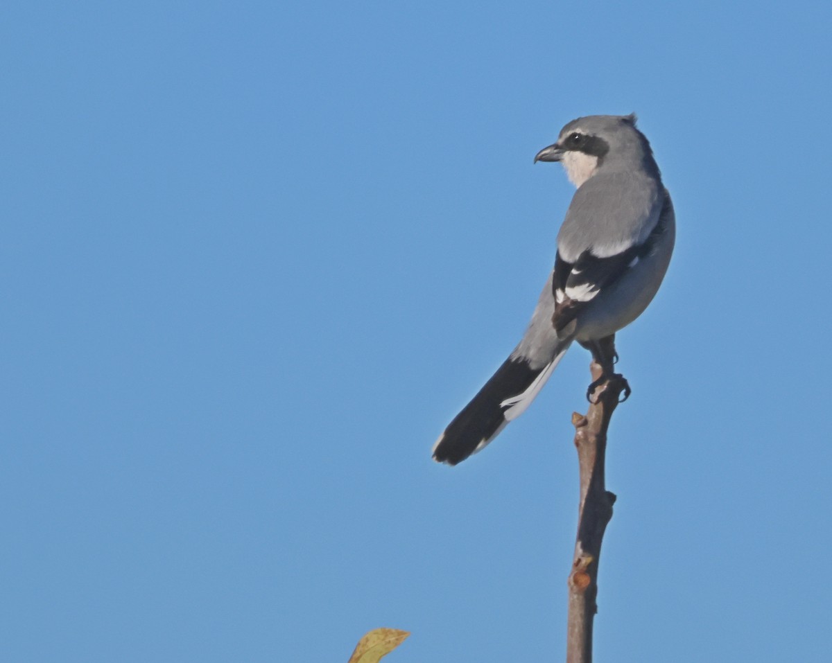 Iberian Gray Shrike - ML645954094
