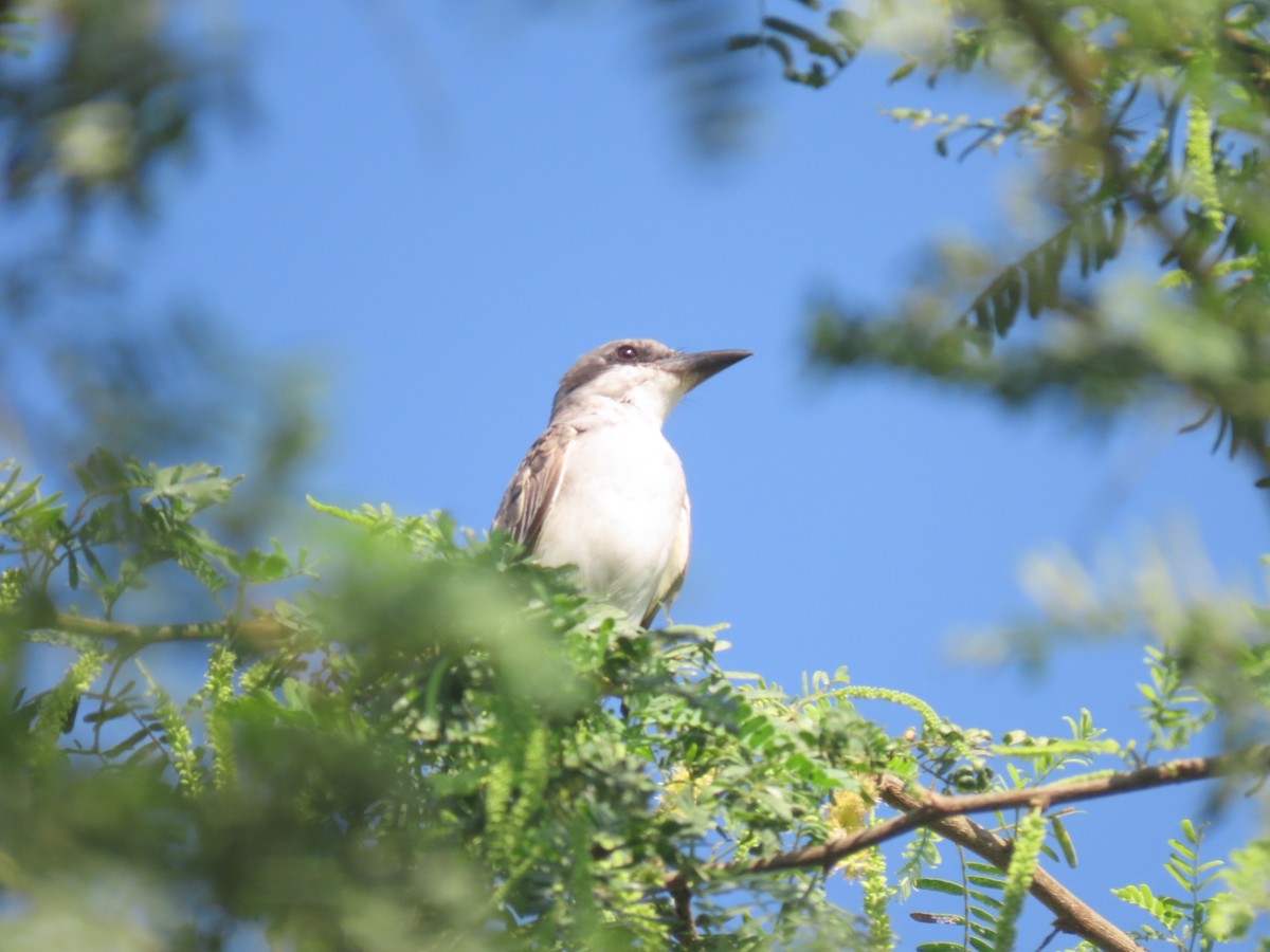 Gray Kingbird - ML645954100