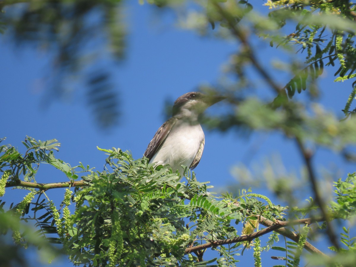 Gray Kingbird - ML645954101