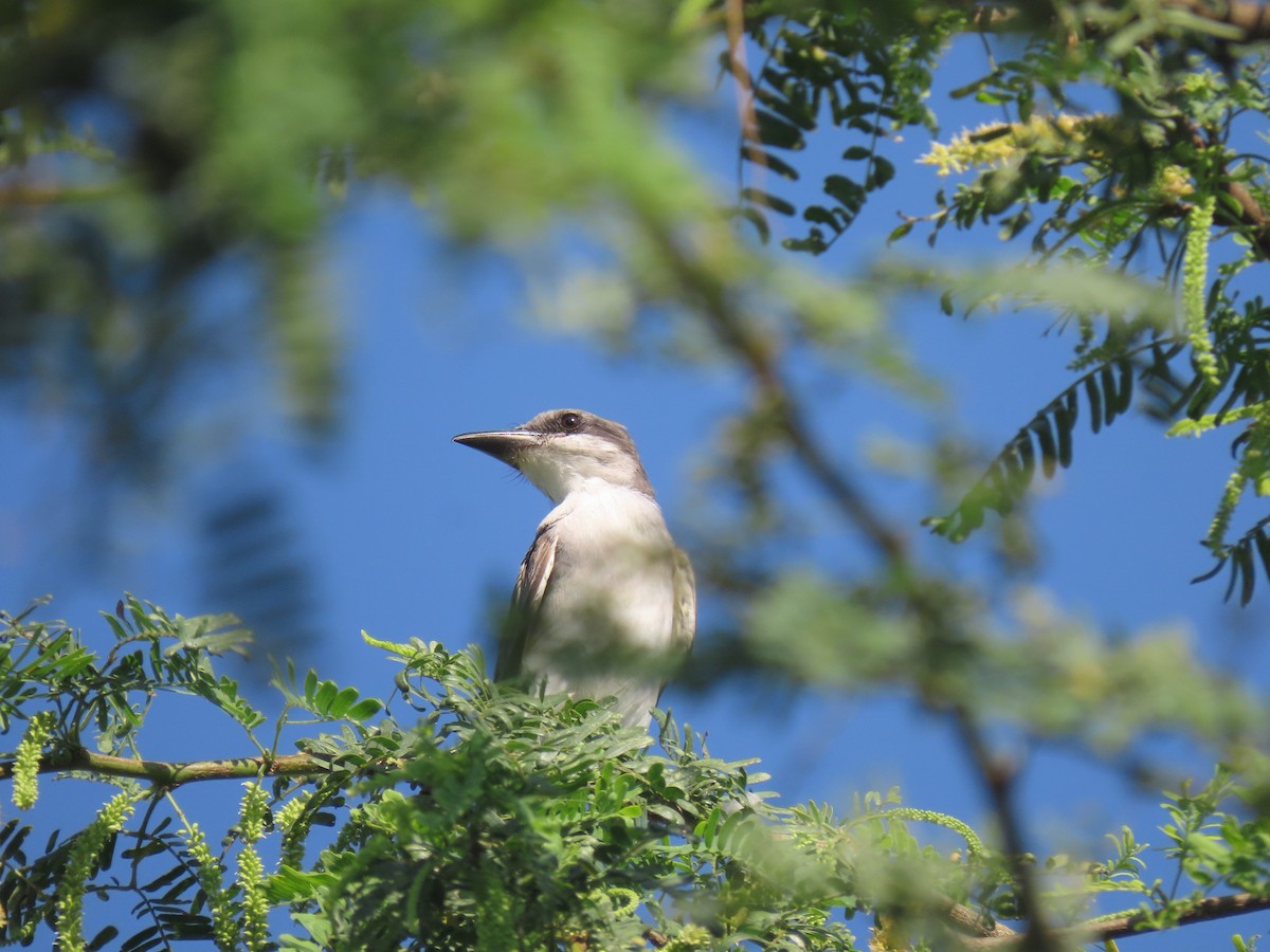 Gray Kingbird - ML645954102