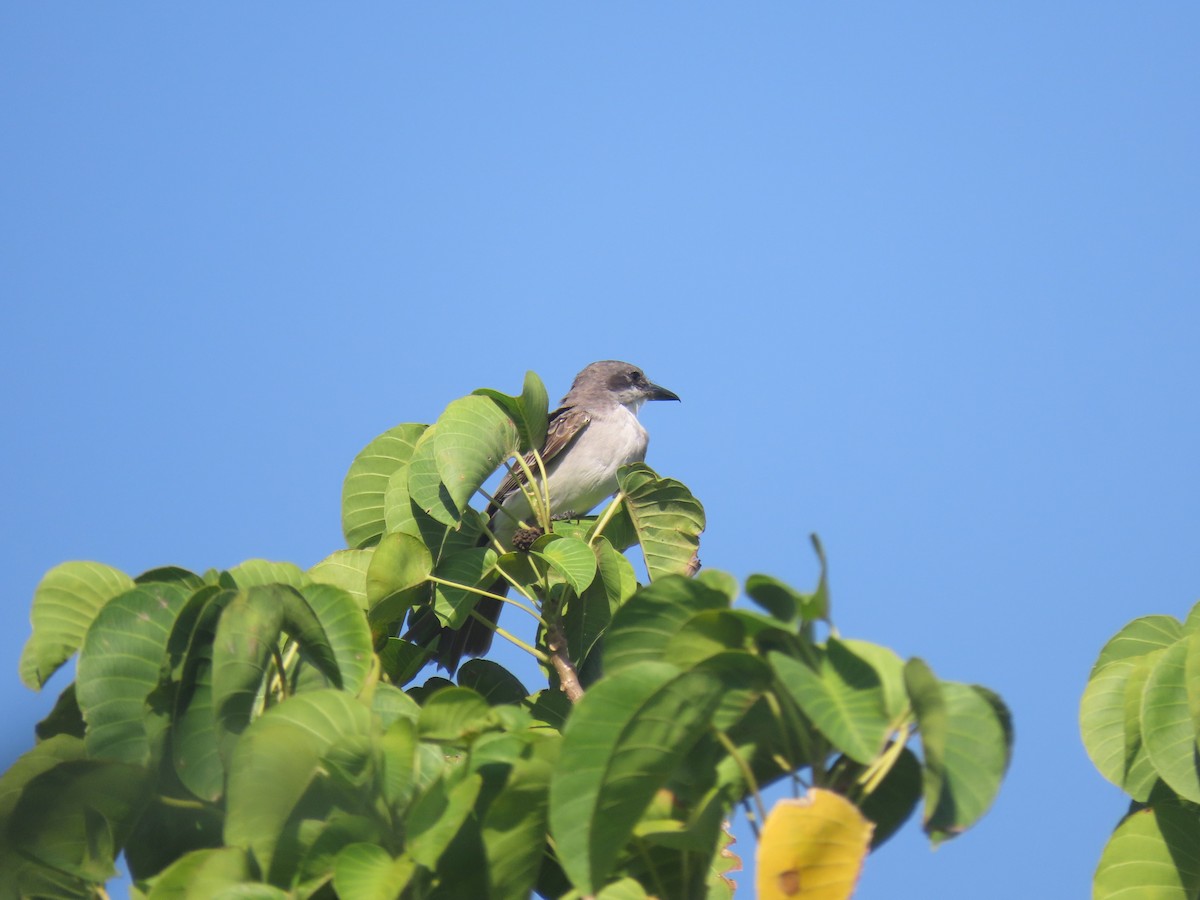 Gray Kingbird - ML645954103