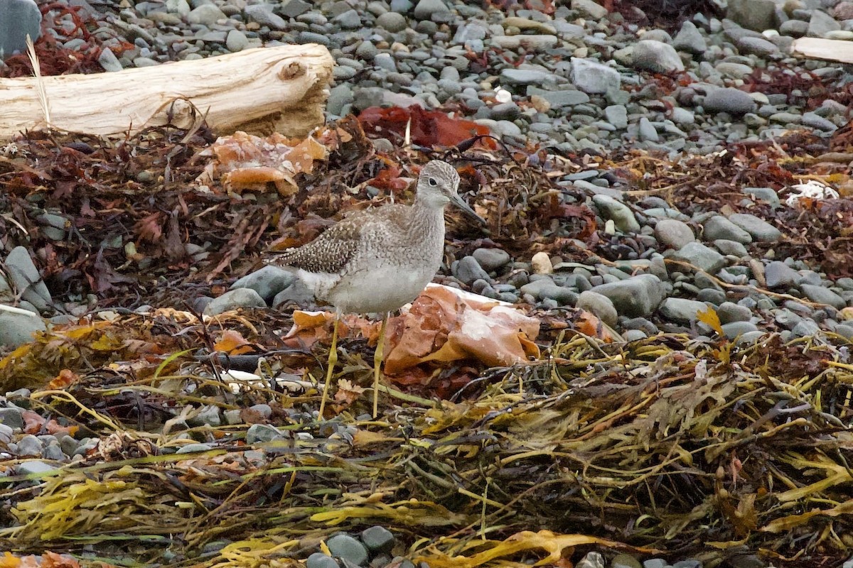 Greater Yellowlegs - ML645954119