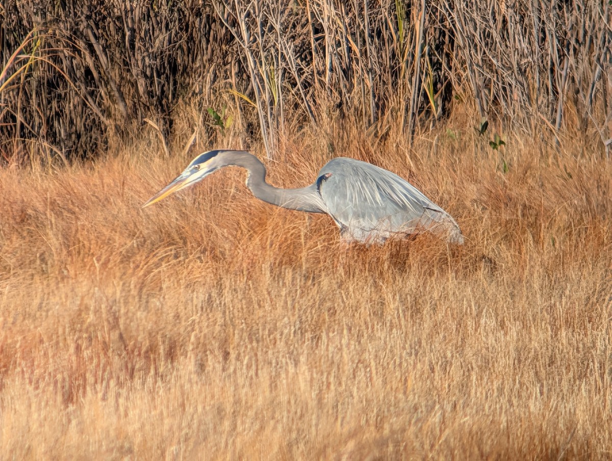 Amerika Gri Balıkçılı - ML645954122