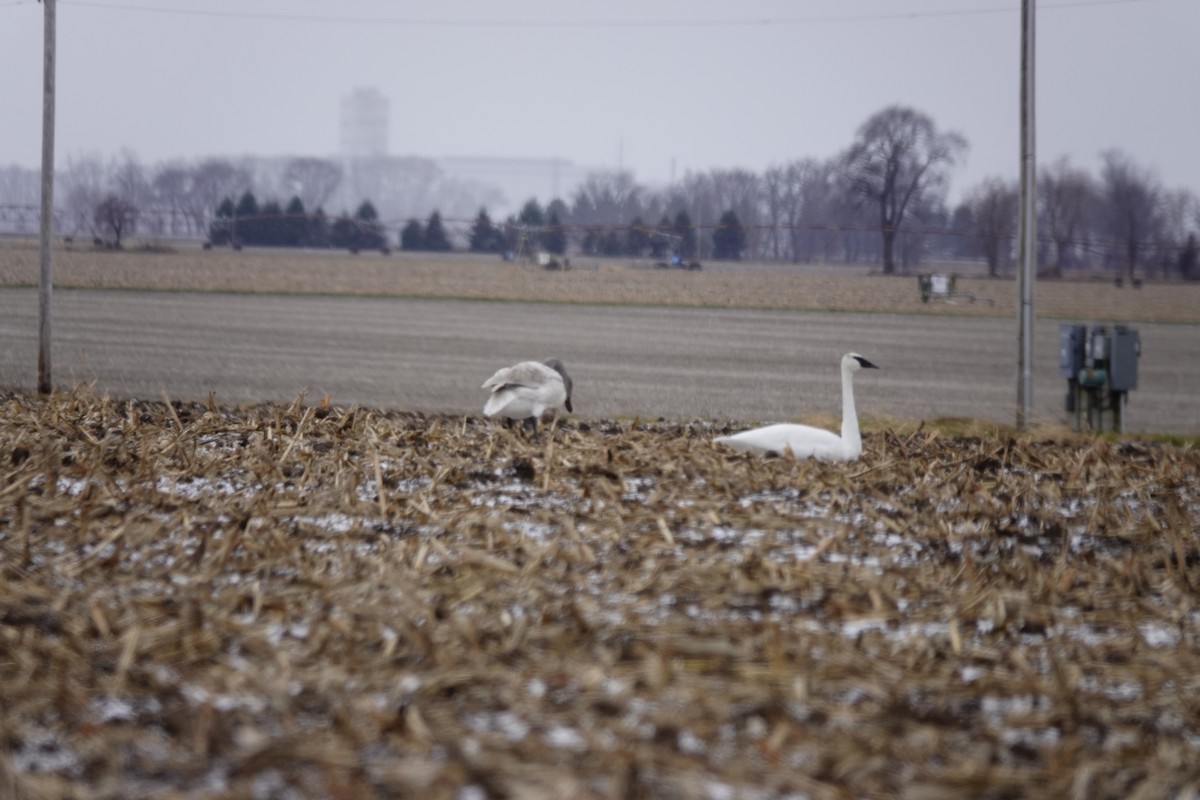 Trumpeter Swan - ML645954126