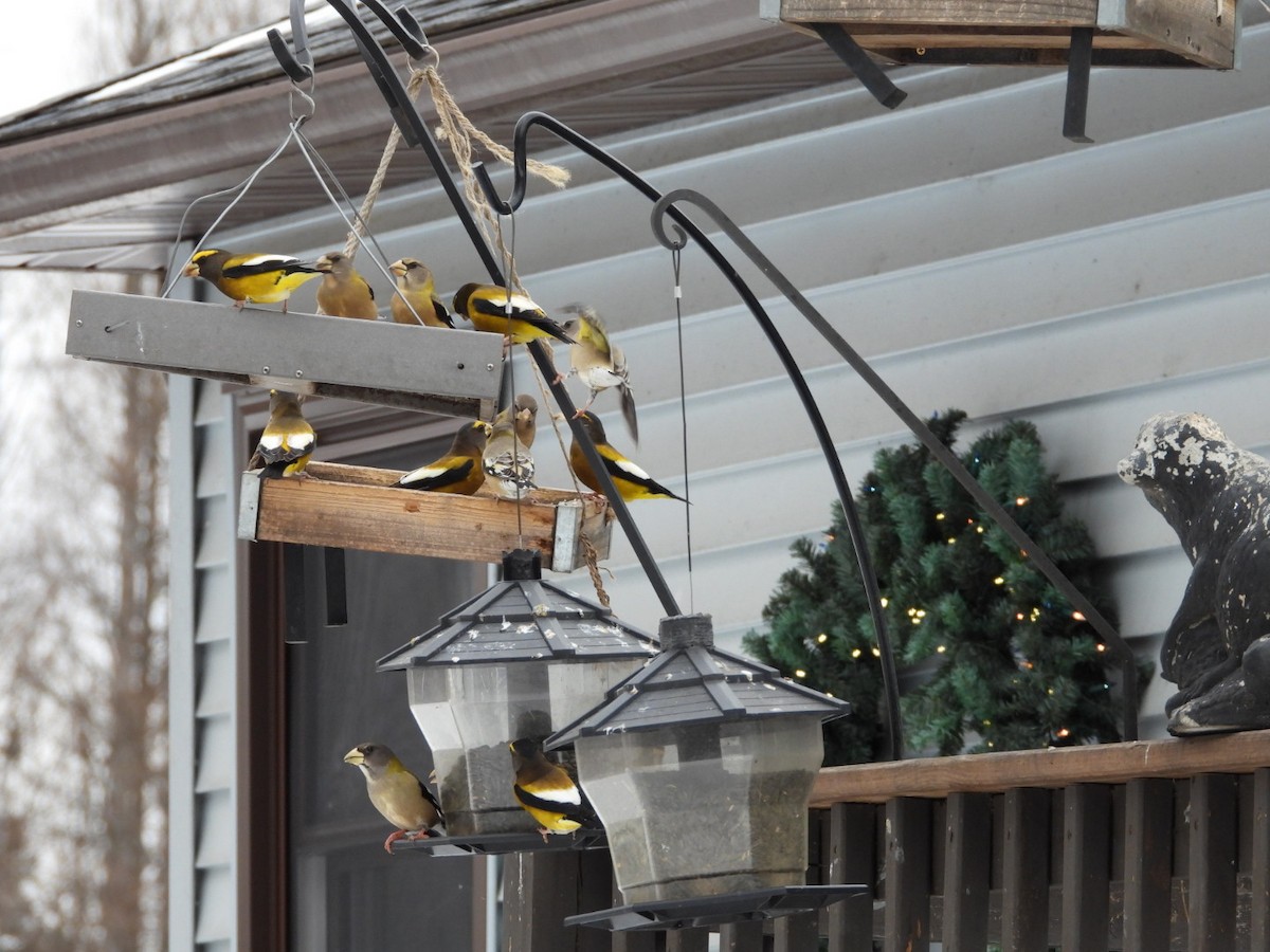 Evening Grosbeak - ML645954127