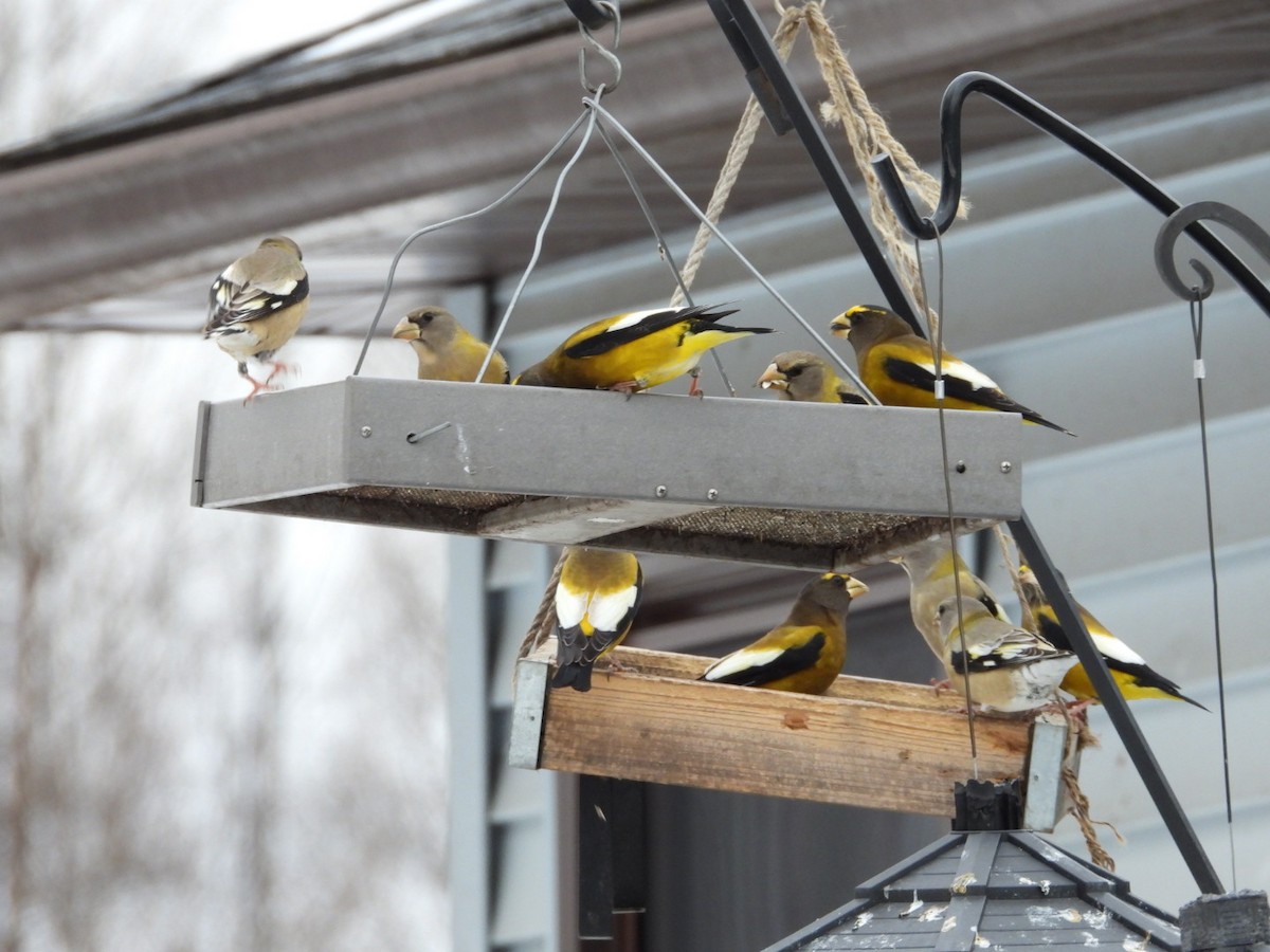 Evening Grosbeak - ML645954128