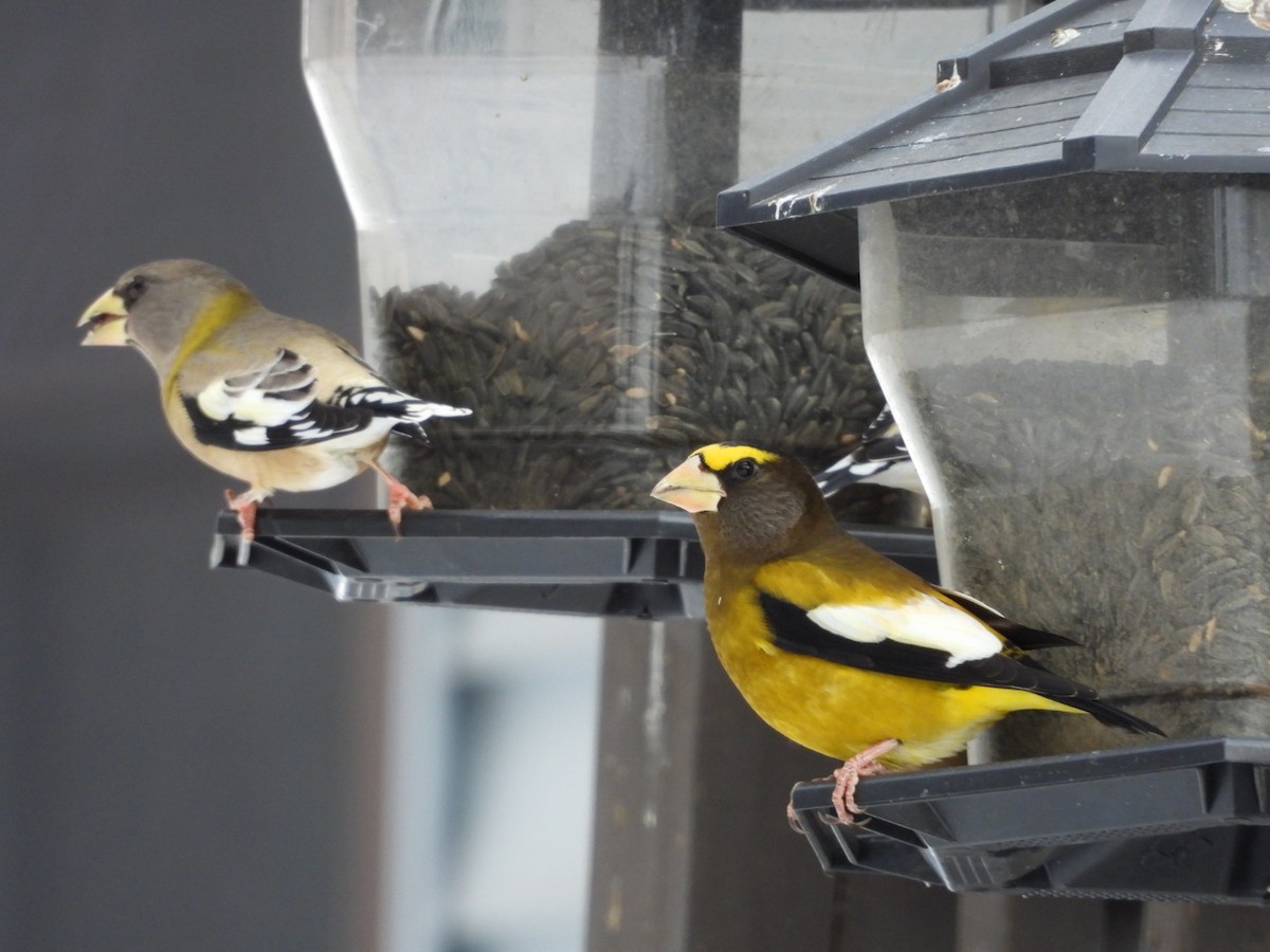 Evening Grosbeak - ML645954129