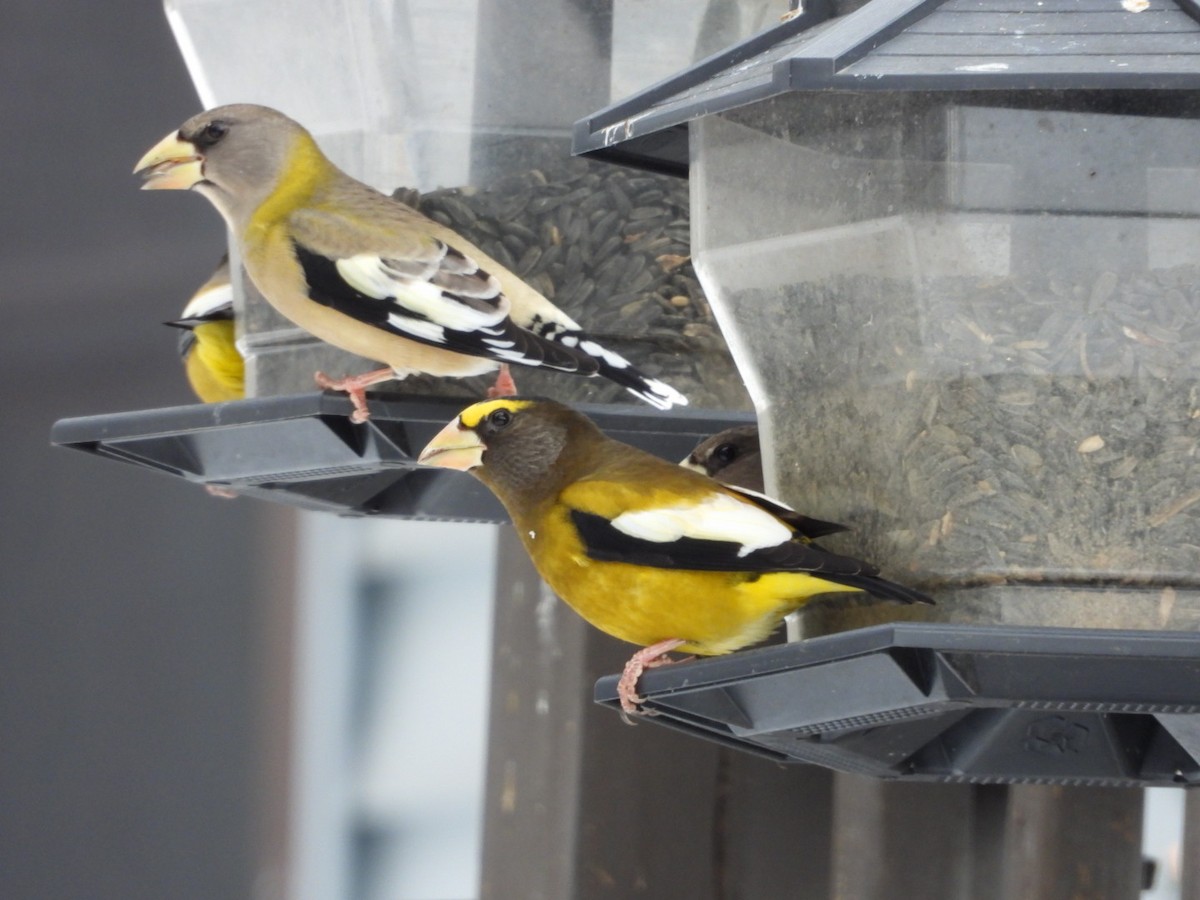 Evening Grosbeak - ML645954130
