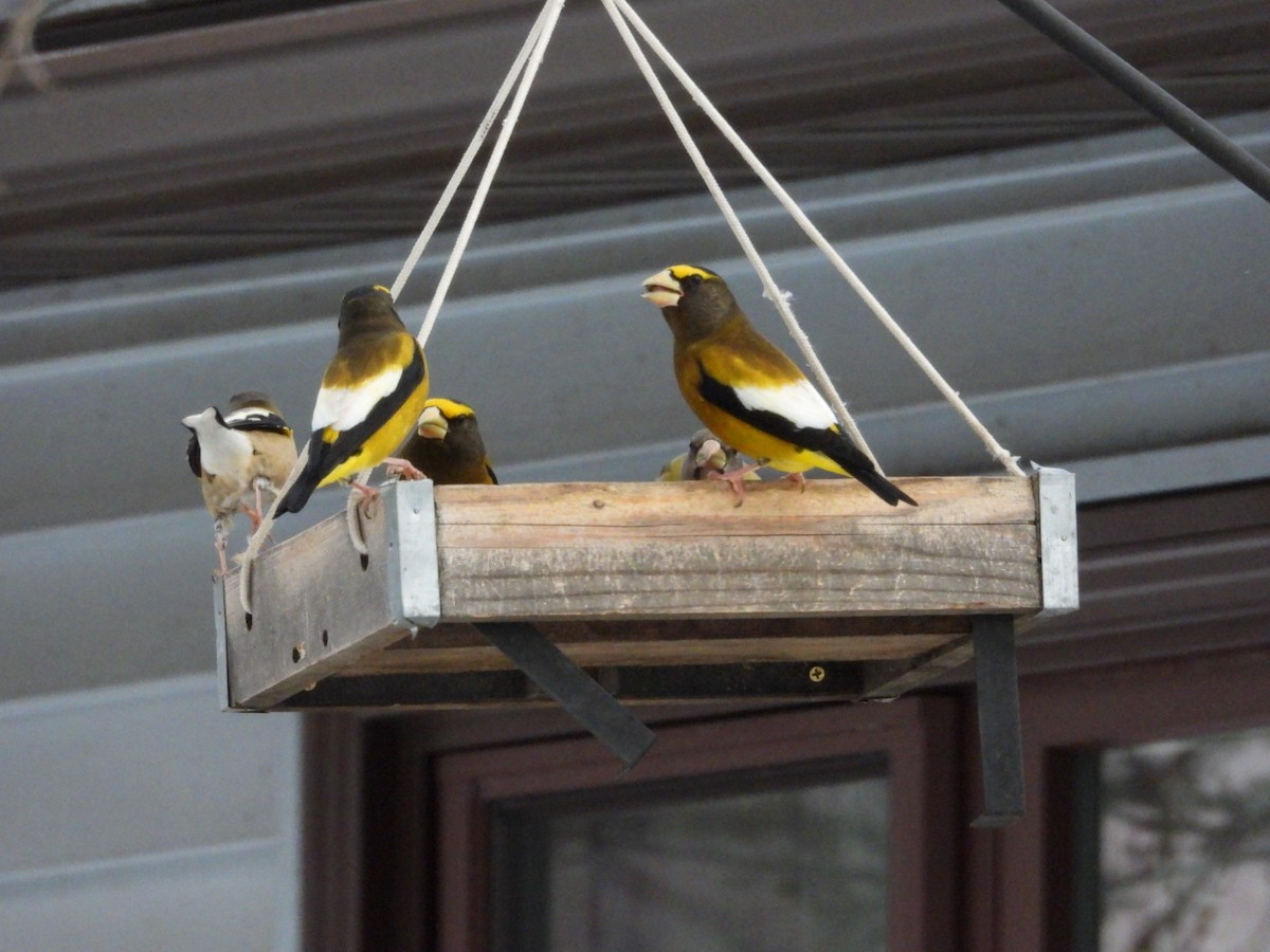 Evening Grosbeak - ML645954131