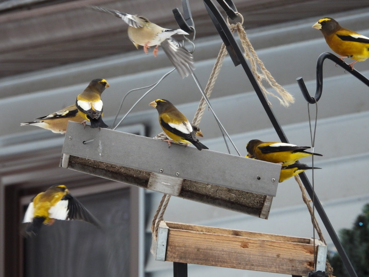 Evening Grosbeak - ML645954132