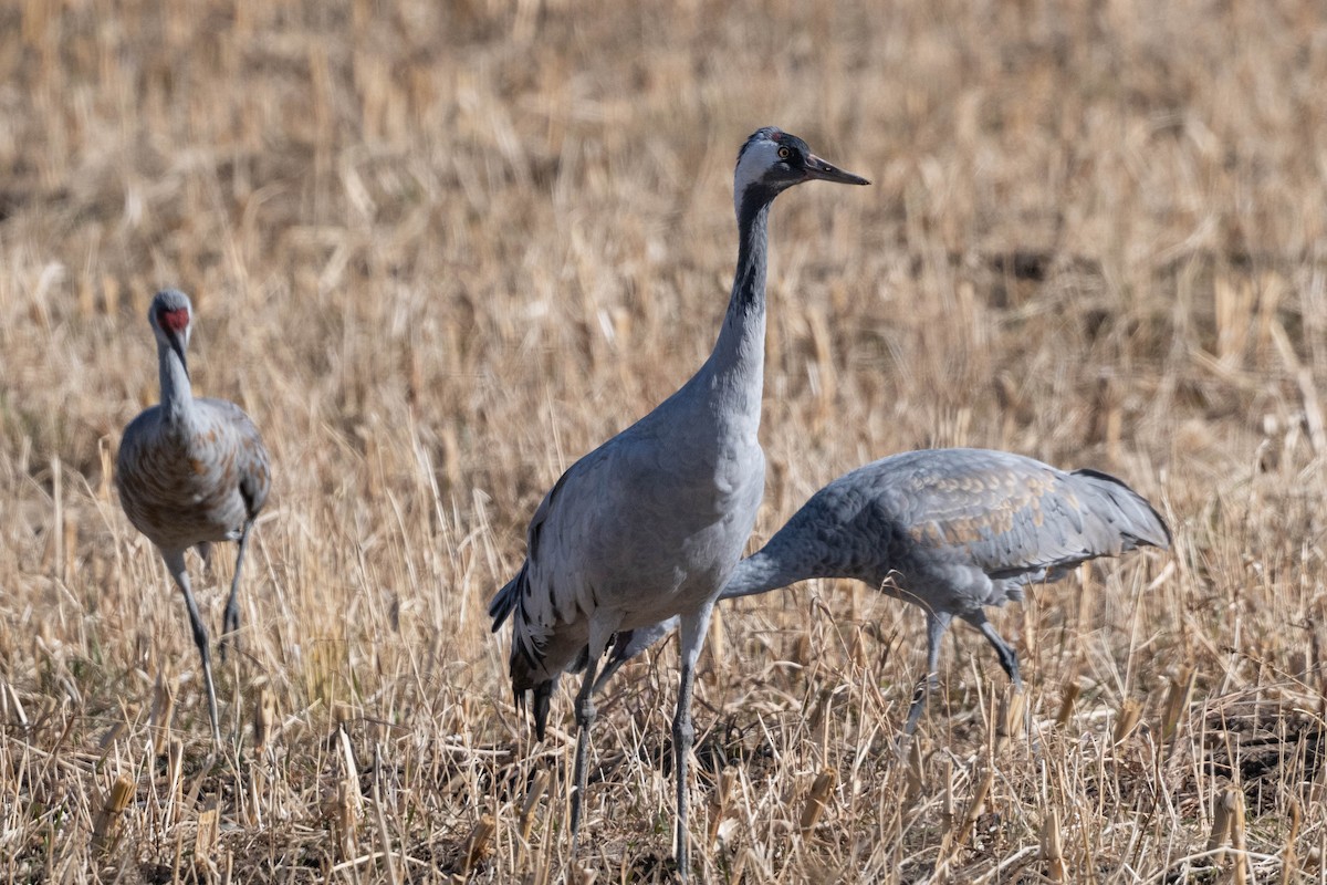 Common Crane - ML645954135
