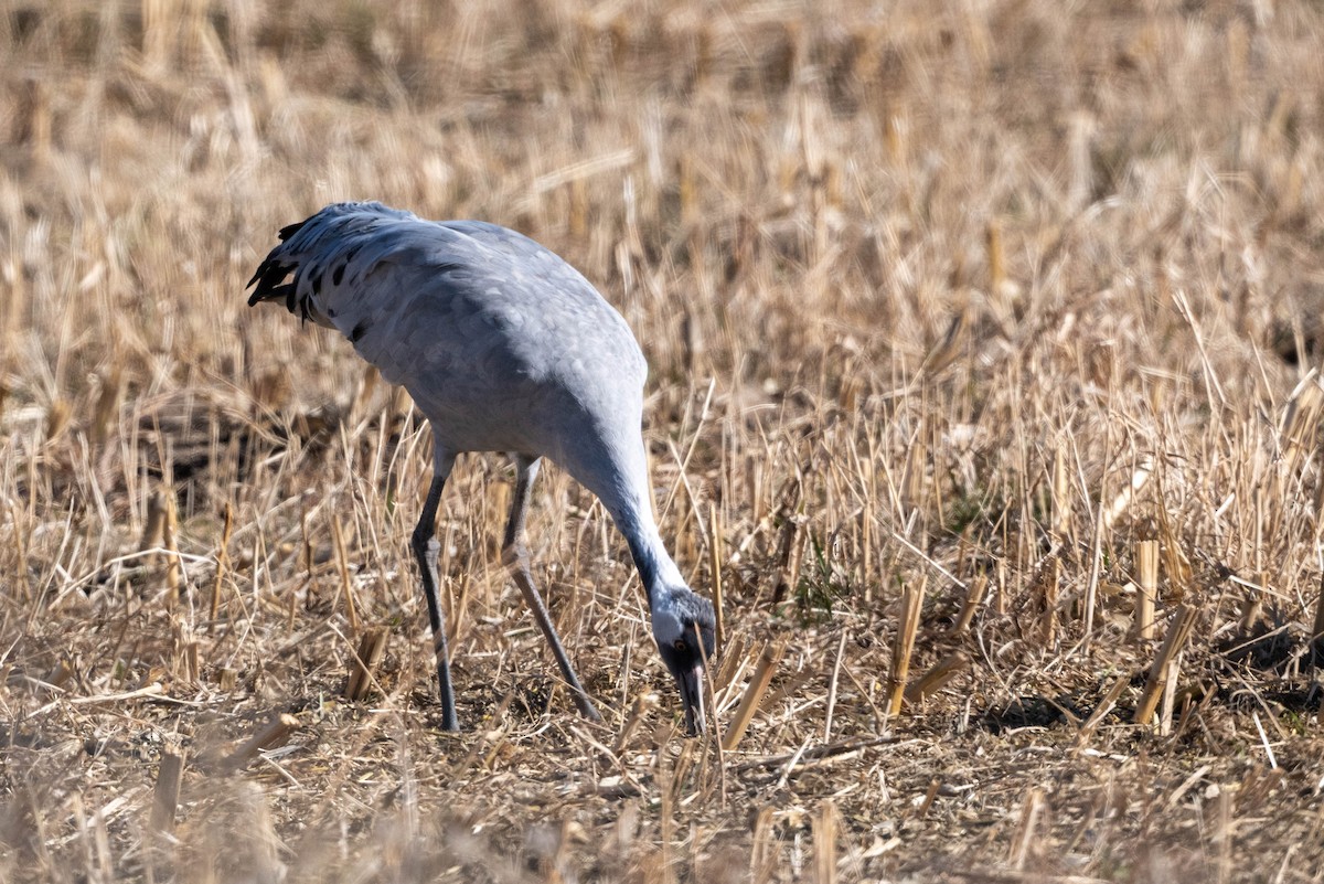 Common Crane - ML645954136