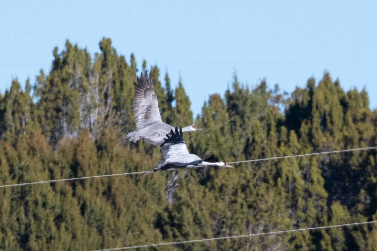 Common Crane - ML645954137