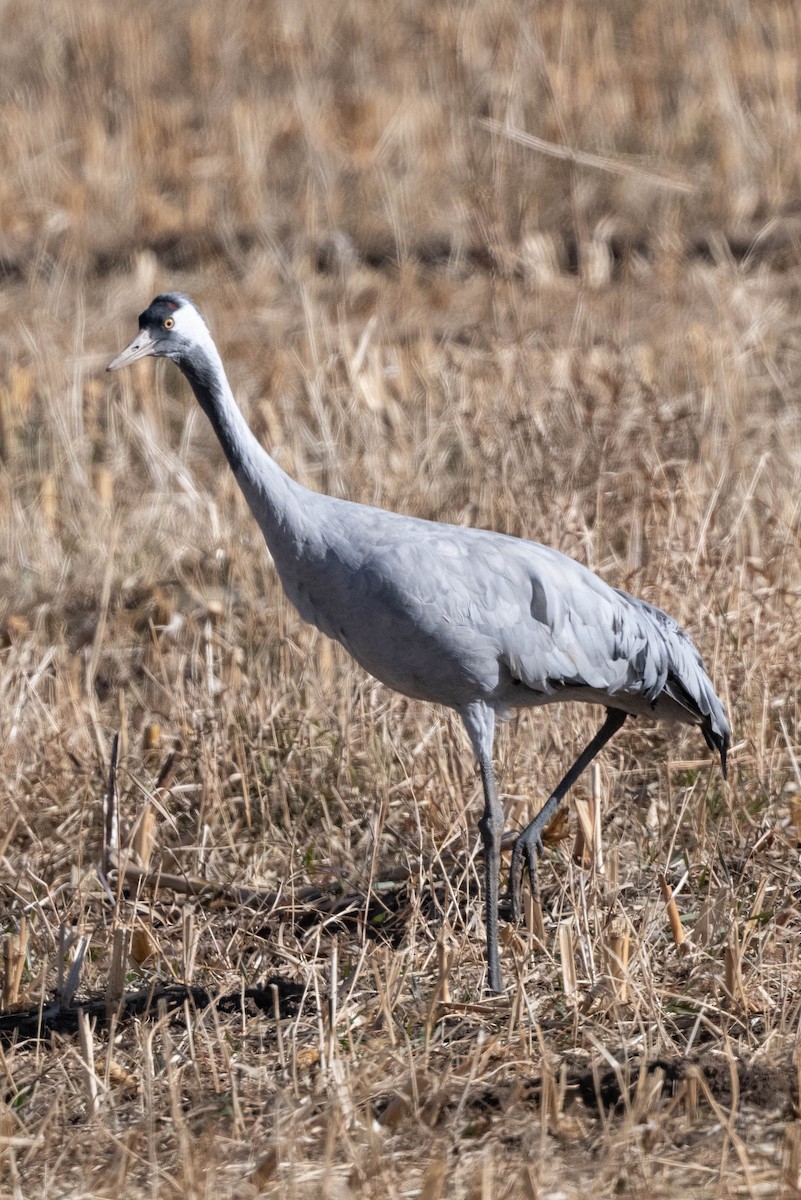 Common Crane - ML645954138