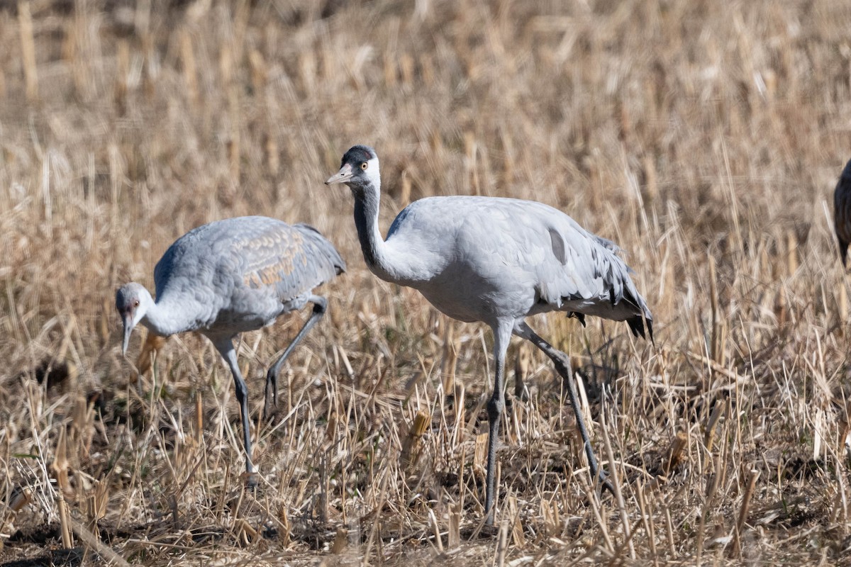 Common Crane - ML645954139