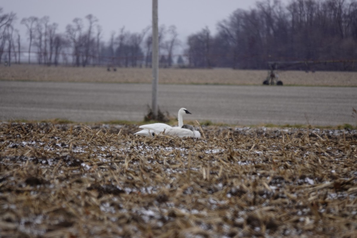 Trumpeter Swan - ML645954140