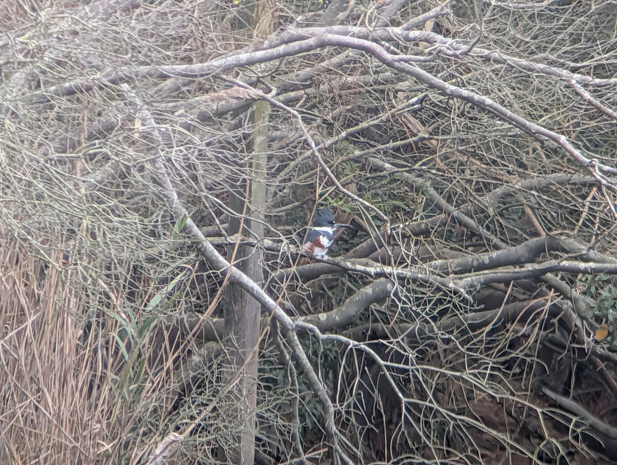 Kuşaklı Yalıçapkını - ML645954143