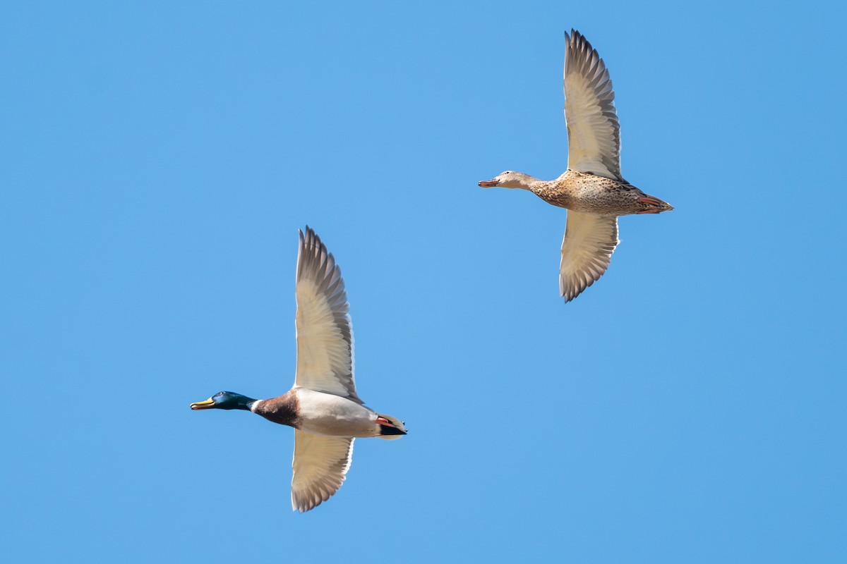 Mallard - ML645954145