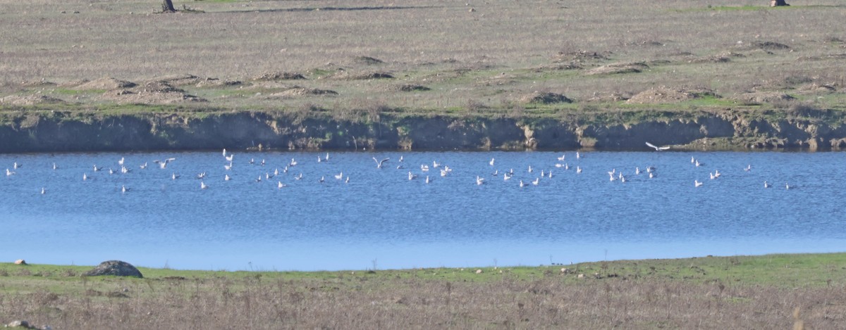 Black-headed Gull - ML645954148