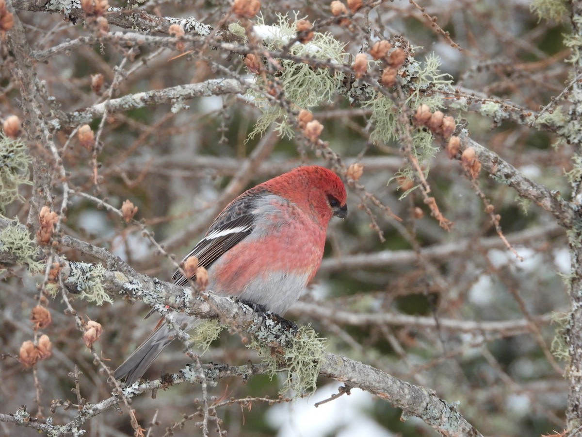 Pinu-gailupa - ML645954158