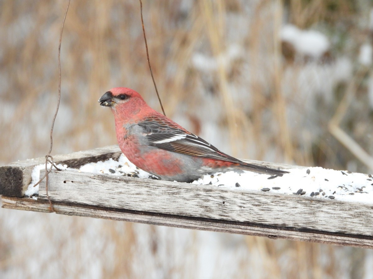 Pinu-gailupa - ML645954159