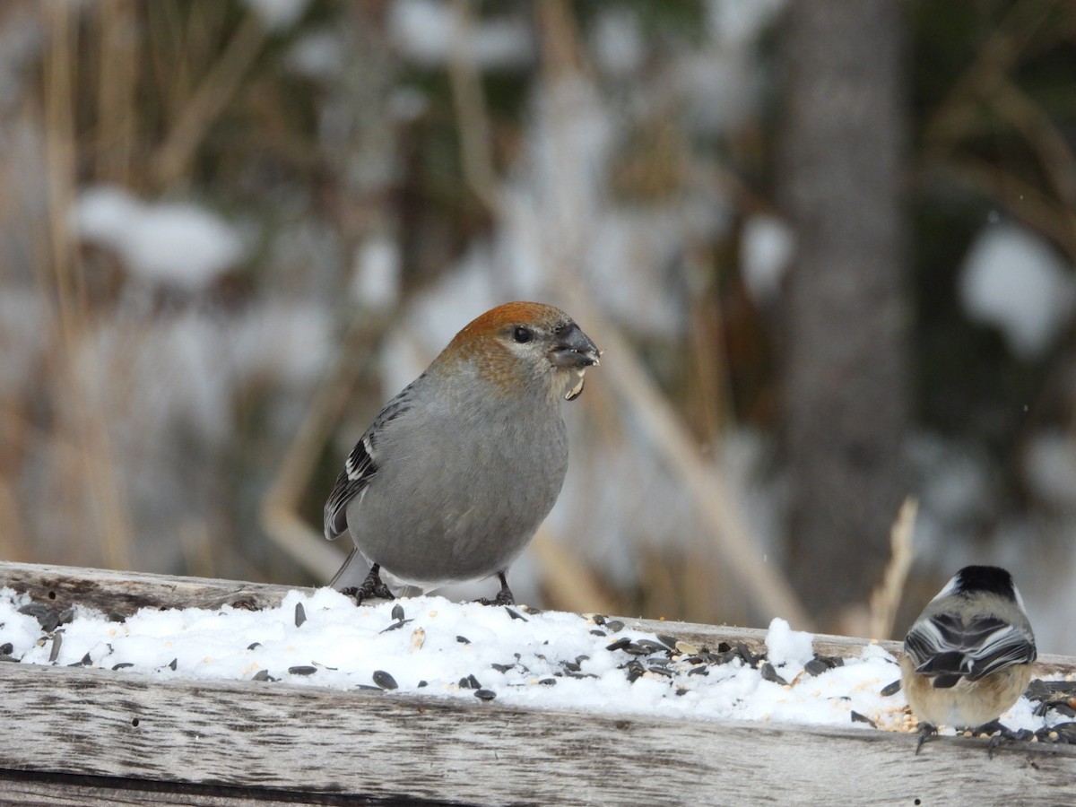 Pinu-gailupa - ML645954160