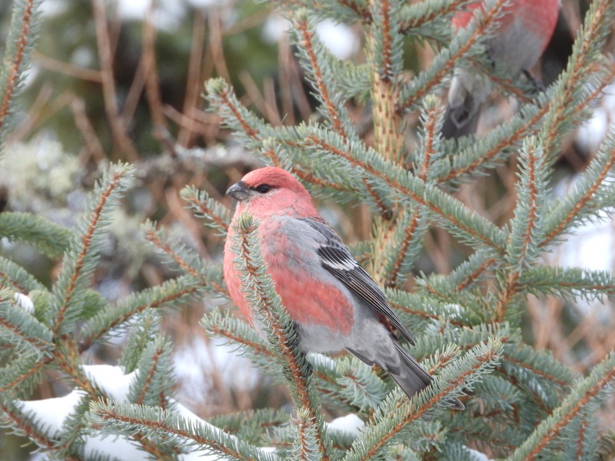 Pinu-gailupa - ML645954161