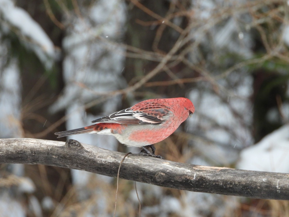 Pinu-gailupa - ML645954162