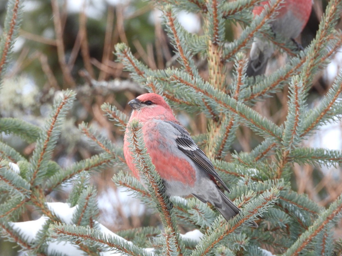 Pinu-gailupa - ML645954163