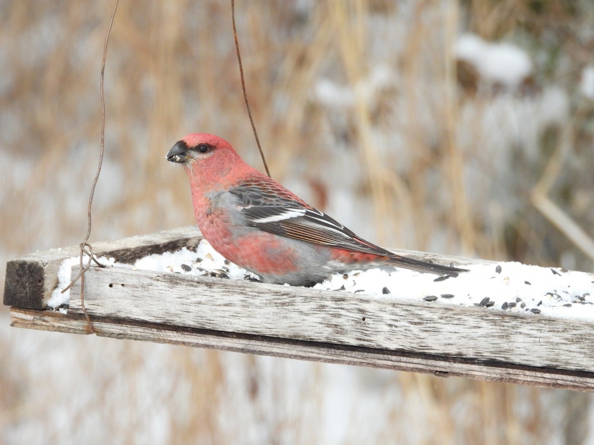 Pinu-gailupa - ML645954164