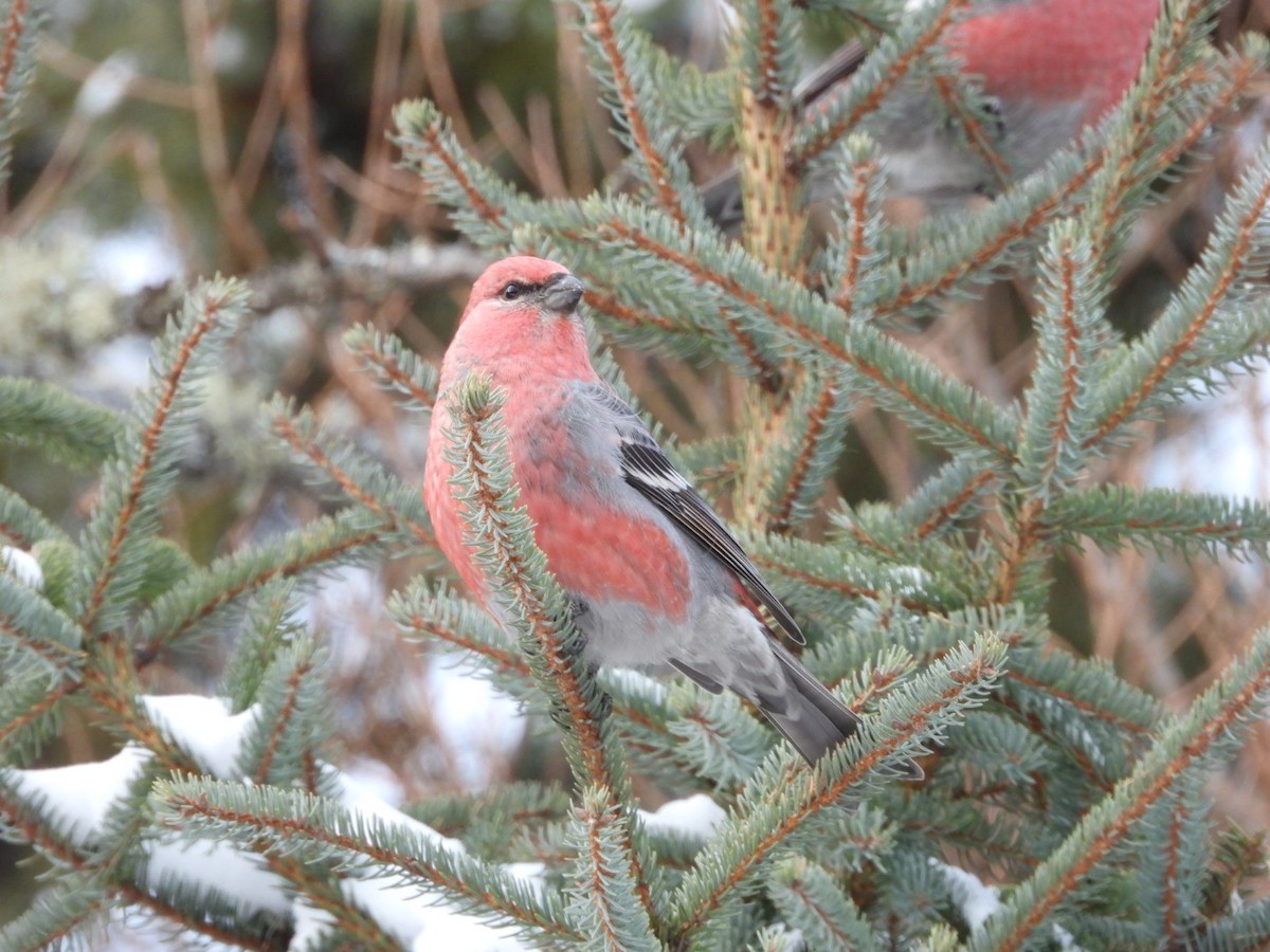 Pinu-gailupa - ML645954165