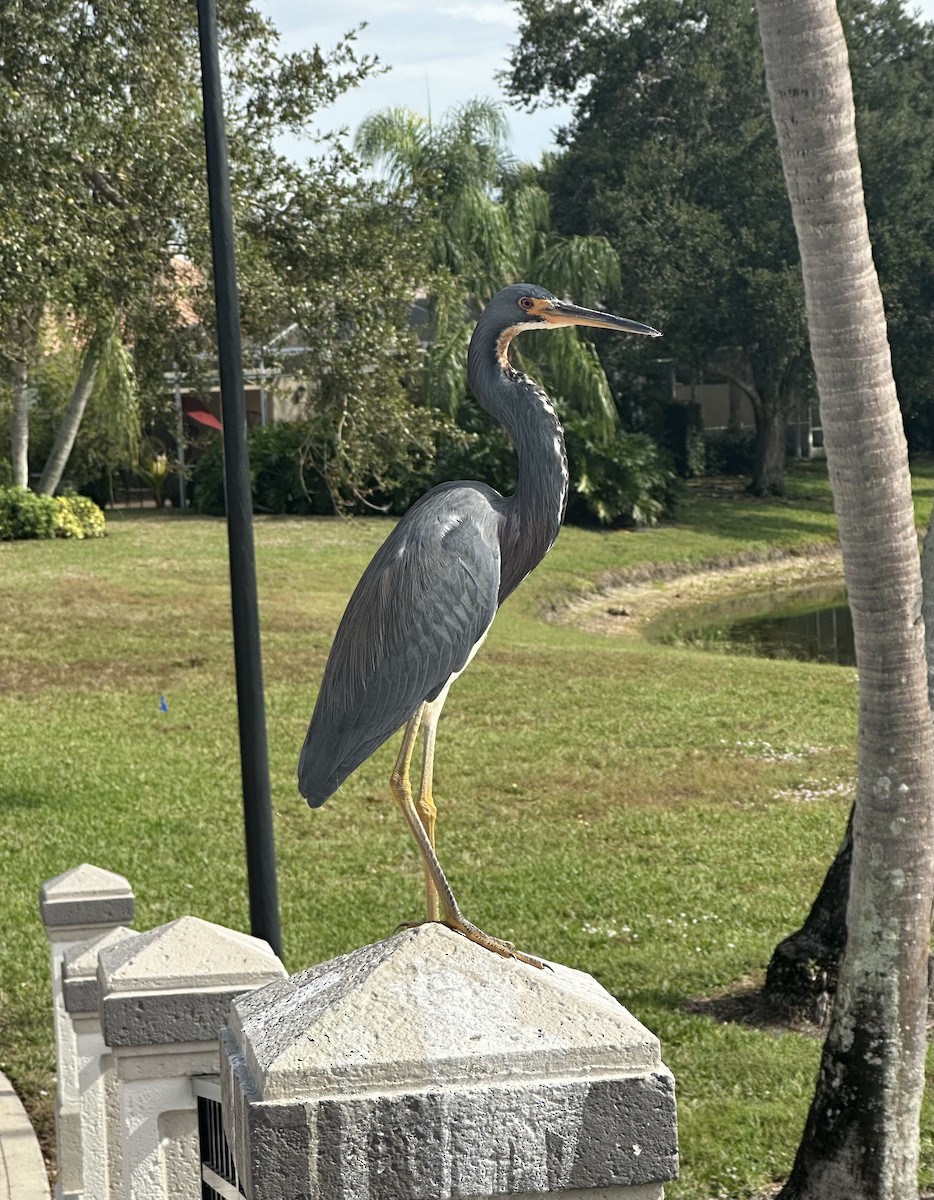 Tricolored Heron - ML645954171