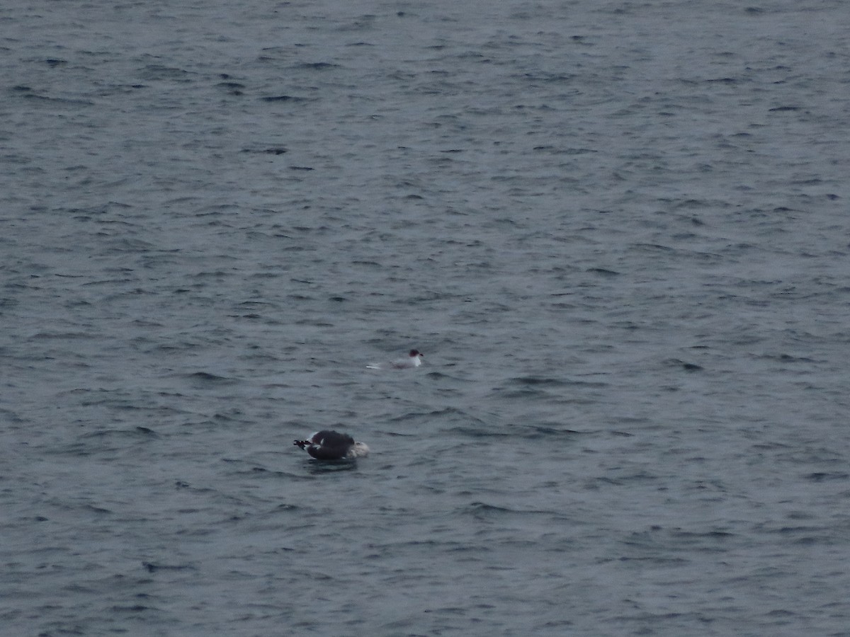 Mediterranean Gull - ML645954184