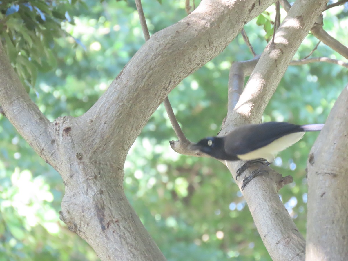 Black-chested Jay - ML645954185