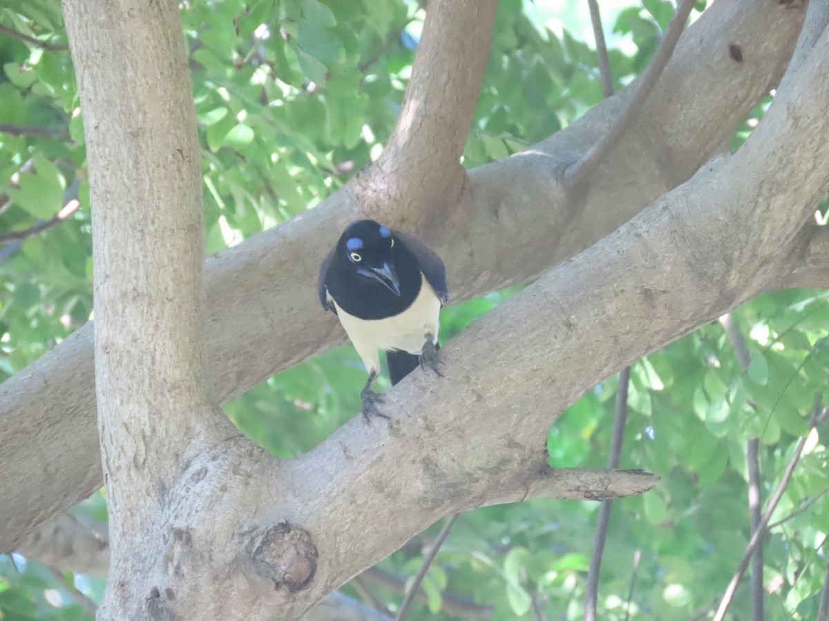 Black-chested Jay - ML645954186