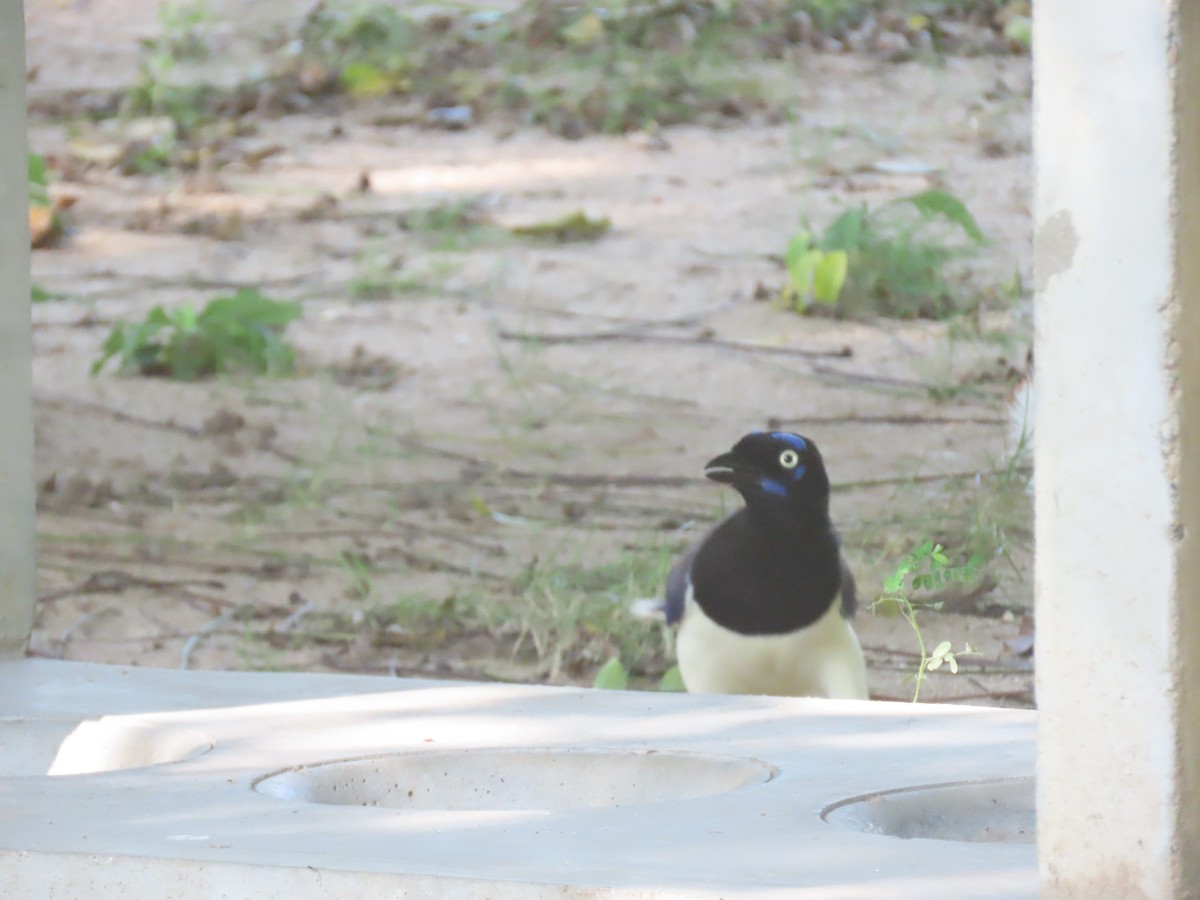 Black-chested Jay - ML645954187