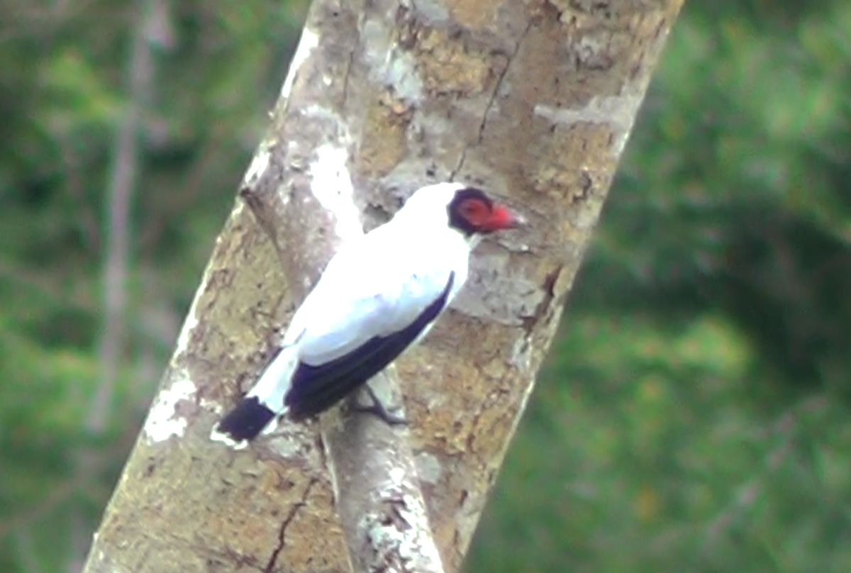 Masked Tityra - ML645954189